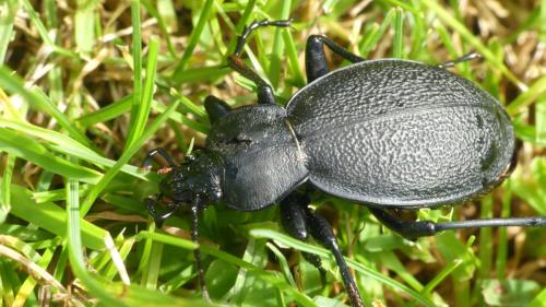 Réf. 352 112 : Carabus coriaceus